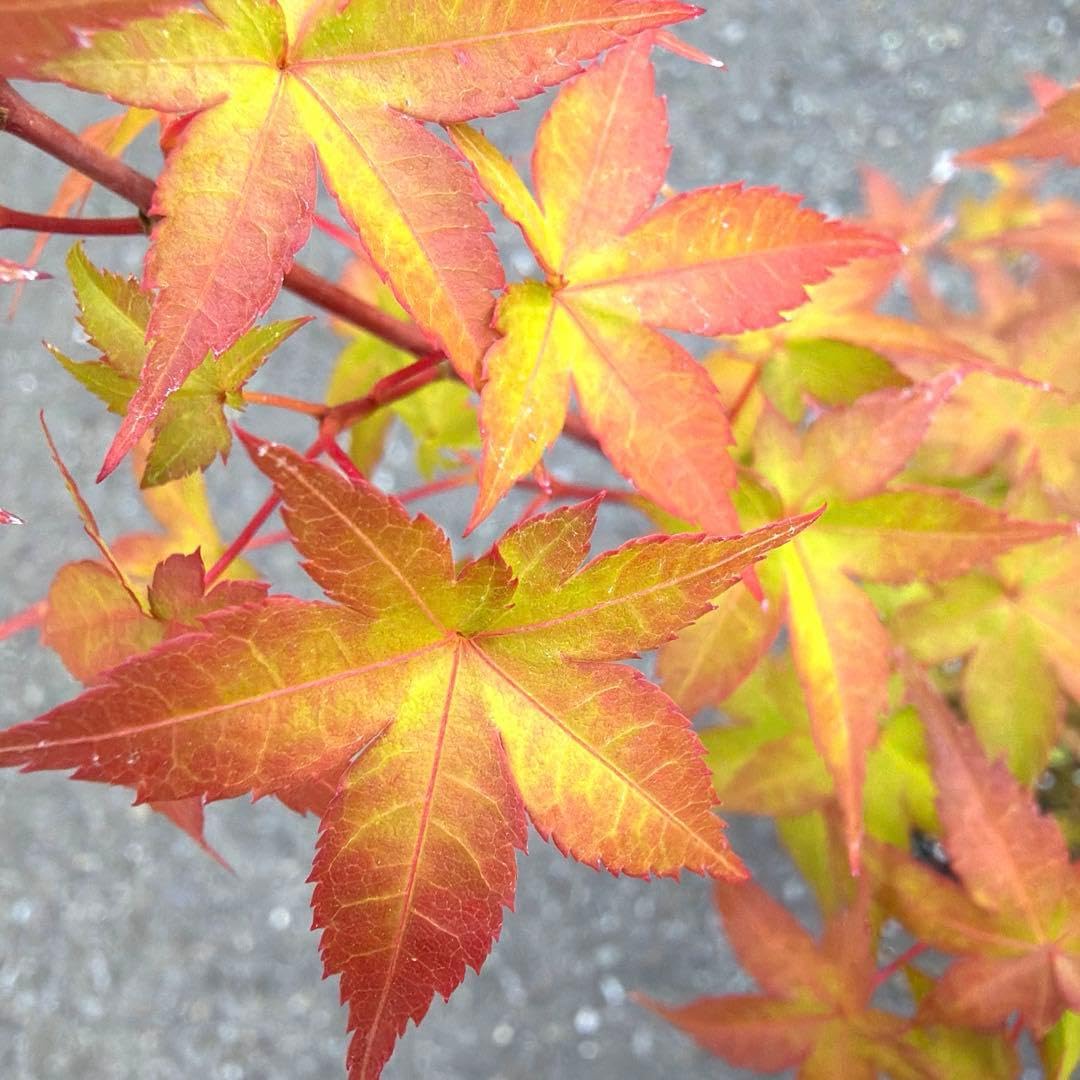 モミジ 紅千鳥 ｜イロハモミジ系 H50cm前後 もみじ 紅葉 盆栽素材 挿し木 Amazon｜モミジ 紅千鳥 イロハモミジ系 H50cm前後 もみじ 紅葉 盆栽